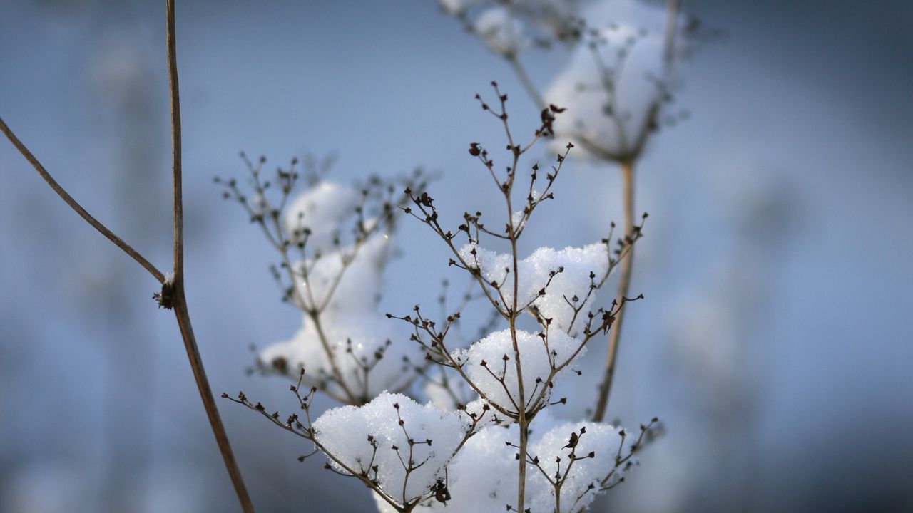Wallpaper plant, dried flower, snow, winter, macro, blur