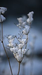 Preview wallpaper plant, dried flower, snow, winter, macro, blur