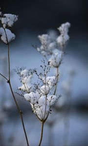 Preview wallpaper plant, dried flower, snow, winter, macro, blur