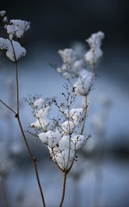 Preview wallpaper plant, dried flower, snow, winter, macro, blur