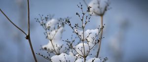 Preview wallpaper plant, dried flower, snow, winter, macro, blur