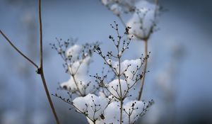 Preview wallpaper plant, dried flower, snow, winter, macro, blur