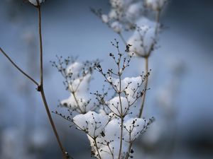 Preview wallpaper plant, dried flower, snow, winter, macro, blur