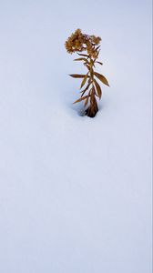 Preview wallpaper plant, dried flower, snow, winter, white, minimalism