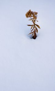 Preview wallpaper plant, dried flower, snow, winter, white, minimalism