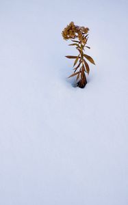 Preview wallpaper plant, dried flower, snow, winter, white, minimalism