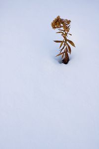 Preview wallpaper plant, dried flower, snow, winter, white, minimalism