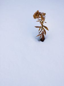 Preview wallpaper plant, dried flower, snow, winter, white, minimalism