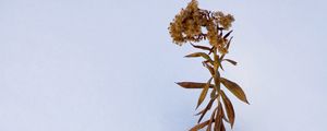 Preview wallpaper plant, dried flower, snow, winter, white, minimalism