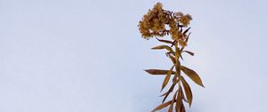 Preview wallpaper plant, dried flower, snow, winter, white, minimalism