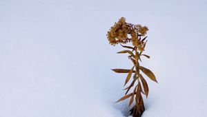 Preview wallpaper plant, dried flower, snow, winter, white, minimalism