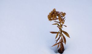 Preview wallpaper plant, dried flower, snow, winter, white, minimalism