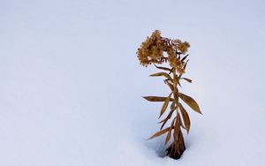 Preview wallpaper plant, dried flower, snow, winter, white, minimalism