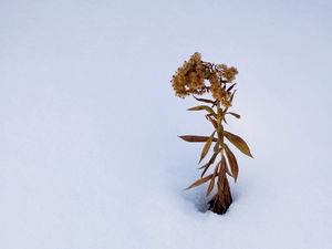 Preview wallpaper plant, dried flower, snow, winter, white, minimalism