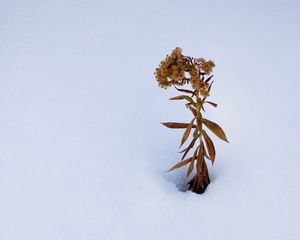 Preview wallpaper plant, dried flower, snow, winter, white, minimalism