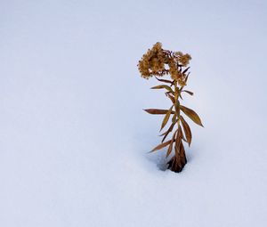 Preview wallpaper plant, dried flower, snow, winter, white, minimalism