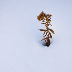 Preview wallpaper plant, dried flower, snow, winter, white, minimalism