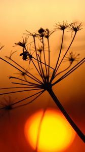 Preview wallpaper plant, dried, light, sunset, bright, shadow