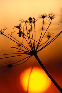 Preview wallpaper plant, dried, light, sunset, bright, shadow