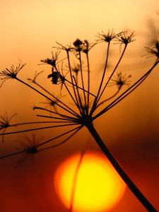 Preview wallpaper plant, dried, light, sunset, bright, shadow