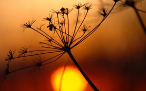 Preview wallpaper plant, dried, light, sunset, bright, shadow