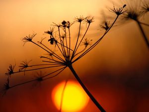 Preview wallpaper plant, dried, light, sunset, bright, shadow