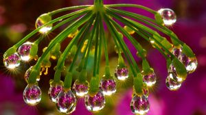 Preview wallpaper plant, drops, dew, light