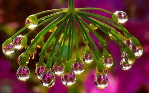 Preview wallpaper plant, drops, dew, light