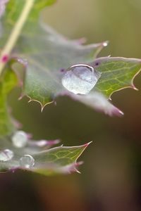 Preview wallpaper plant, drops, dew, spines