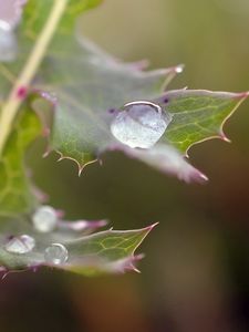 Preview wallpaper plant, drops, dew, spines