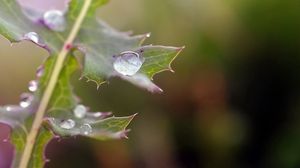 Preview wallpaper plant, drops, dew, spines