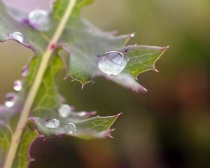 Preview wallpaper plant, drops, dew, spines