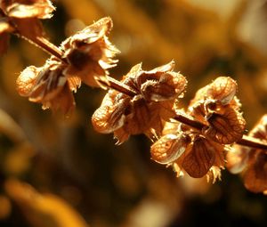 Preview wallpaper plant, dry, branch, shadow