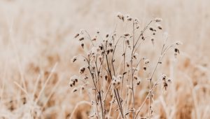 Preview wallpaper plant, dry, grass, nature