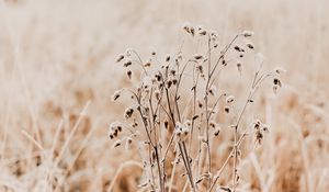 Preview wallpaper plant, dry, grass, nature