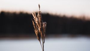 Preview wallpaper plant, dry, macro, stem