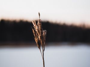 Preview wallpaper plant, dry, macro, stem