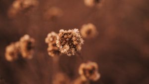 Preview wallpaper plant, dry, macro, brown