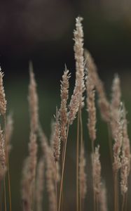 Preview wallpaper plant, ears, blur, macro