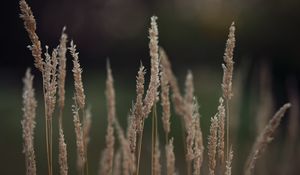 Preview wallpaper plant, ears, blur, macro