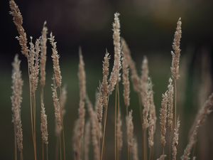 Preview wallpaper plant, ears, blur, macro
