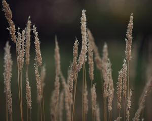 Preview wallpaper plant, ears, blur, macro