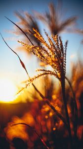 Preview wallpaper plant, ears, grass, sunset, blur