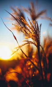 Preview wallpaper plant, ears, grass, sunset, blur