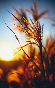 Preview wallpaper plant, ears, grass, sunset, blur