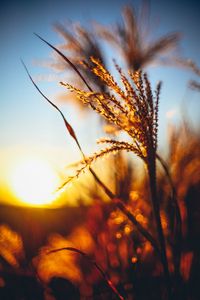 Preview wallpaper plant, ears, grass, sunset, blur