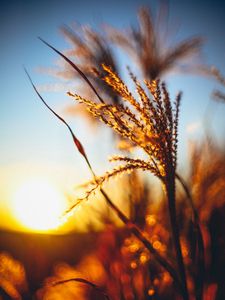 Preview wallpaper plant, ears, grass, sunset, blur