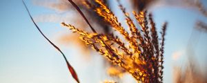 Preview wallpaper plant, ears, grass, sunset, blur