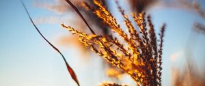 Preview wallpaper plant, ears, grass, sunset, blur