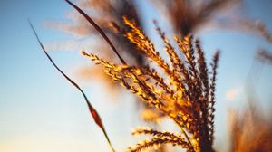 Preview wallpaper plant, ears, grass, sunset, blur